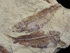 Fossil Fish (Gosiutichthys) Mortality Plate - Lake Gosiute #68399-1